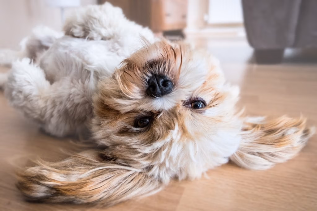dog dental cleaning