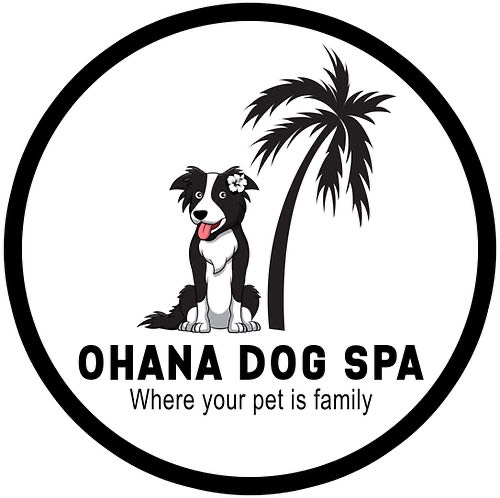 non-anesthesia pet dental cleaning partner location